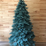 ÁRVORE PINHEIRO DOS SONHOS