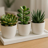 Kit 3 Suculentas Artificiais com Vasos e Bandeja Branca